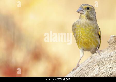 Greenfinch era arroccato su un ramo nella foresta. (Chloris chloris). Francia Foto Stock