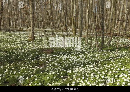 Anemone di legno (Anemone nemorosa) tappeto di fiori nella foresta decidua, Allgaeu, Baviera, Germania, Allgaeu/Baviera, Germania, Europa Foto Stock