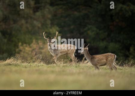 Daino a riposo durante il tempo di taglio. Gruppo di cervi sul prato. Fauna selvatica europea durante la stagione autunnale. Foto Stock