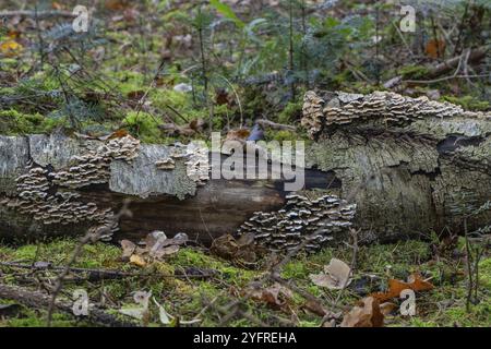 Funghi Shaggy layer (Stereum hirsutum) nella foresta, Emsland, bassa Sassonia, Germania, Europa Foto Stock