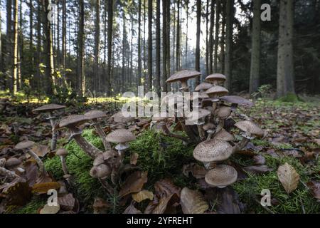 Fungo al miele di bruno (Armillaria ostoyae) nella foresta di abeti rossi, Emsland, bassa Sassonia, Germania, Europa Foto Stock