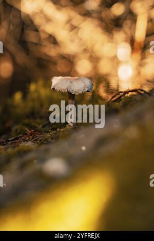 Funghi piccoli che crescono su terreni ricoperti di muschio in autunno, Foresta Nera, Germania, Europa Foto Stock
