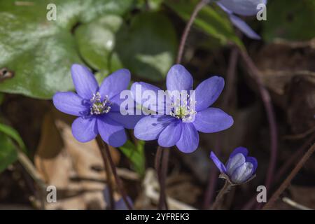 Liverwort (Hepatica nobilis), Baviera, Germania, Europa Foto Stock