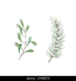 Acquerello elementi botanici invernali. Illustrazione disegnata a mano. Foto Stock