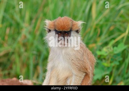 Scimmia comune Patas, Erythrocebus patas, Parco Nazionale Kidepo, Uganda, Africa Foto Stock