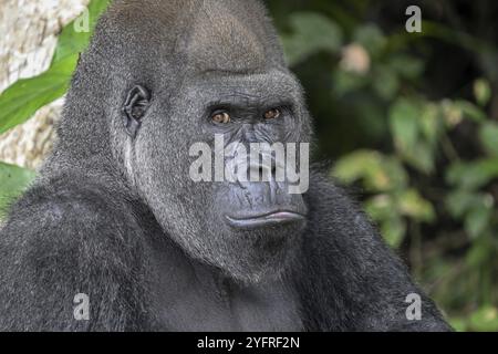 Gorilla di pianura occidentale (Gorilla gorilla gorilla), ritratto, riserva naturale Lesio-Louna, vicino a Moembe, dipartimento dell'altopiano, Repubblica del Co Foto Stock