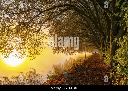 Colori autunnali sulla Platanen Allee, Hardenberg Ufer, sentiero sul lago Baldeney, vicino alla Haus Scheppen, a Essen, Renania settentrionale-Vestfalia, Germania, Foto Stock