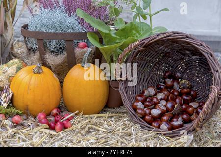 Natura morta autunnale con zucche, castagne, erica e mele ornamentali sulla paglia, Renania settentrionale-Vestfalia, Germania, Europa Foto Stock