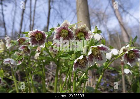 Ellebore orientale (Helleborus orientalis), Baviera, Germania, Europa Foto Stock