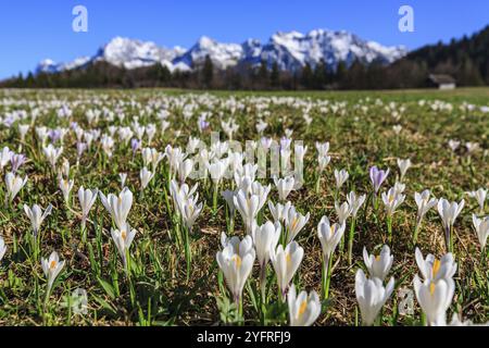 Croci primaverili, croci, prati di fiori di fronte alle montagne, soleggiati, prati megattere, montagne del Karwendel, Baviera, Germania, Europa Foto Stock