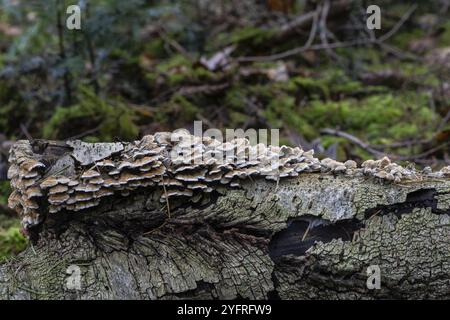 Funghi Shaggy layer (Stereum hirsutum) nella foresta, Emsland, bassa Sassonia, Germania, Europa Foto Stock