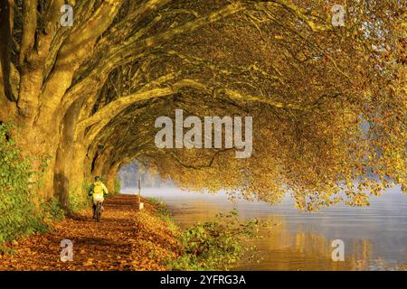 Colori autunnali sulla Platanen Allee, Hardenberg Ufer, sentiero sul lago Baldeney, vicino alla Haus Scheppen, a Essen, Renania settentrionale-Vestfalia, Germania, Foto Stock