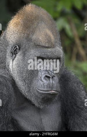 Gorilla di pianura occidentale (Gorilla gorilla gorilla) a occhi chiusi, riserva naturale Lesio-Louna, vicino a Moembe, dipartimento dell'altopiano, Repubblica di Foto Stock