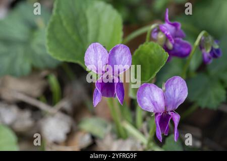 Viola profumata (Viola odorata) Baviera, Germania, Europa Foto Stock