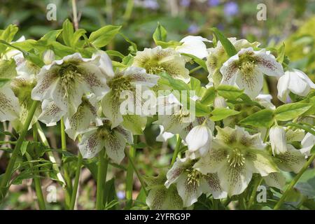 Ellebore orientale (Helleborus orientalis), Baviera, Germania, Europa Foto Stock