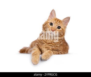 Giovane gatto rosso, sdraiato rivolto verso la parte anteriore con le zampe sul bordo. Guardando direttamente alla fotocamera. Isolato su sfondo bianco. Foto Stock
