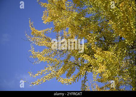 Le foglie autunnali di Ginkgo biloba si trovano sul giardino di Nishinomaru, un parco che circonda il castello di Ōsaka-jō a Chūō-ku, Osaka, Giappone. Foto Stock