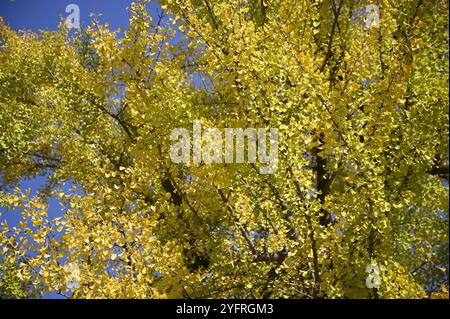 Le foglie autunnali di Ginkgo biloba si trovano sul giardino di Nishinomaru, un parco che circonda il castello di Ōsaka-jō a Chūō-ku, Osaka, Giappone. Foto Stock