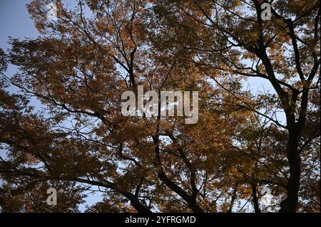 Foglie autunnali dell'albero d'acero sui terreni del giardino Nishinomaru, un parco che circonda il castello di Osaka-Jō a Chūō-ku, Osaka, Giappone. Foto Stock