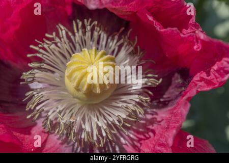 Dettaglio di un fiore di papavero in campagna in primavera. Kaiserstuhl, Emmendingen, Fribourg-en-Brisgau, Bade-Wurtemberg, Germania, Europa Foto Stock