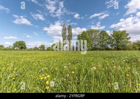 Fiori selvatici in un prato naturale in una giornata di primavera assolata. BAS Rhin, Alsazia, Francia, Europa Foto Stock