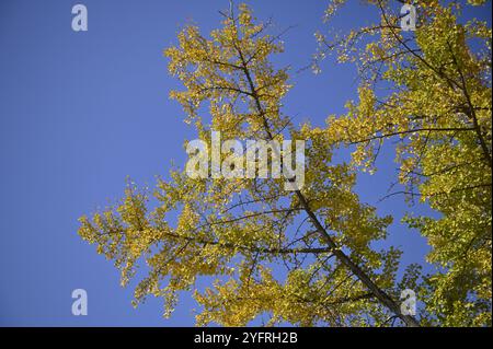 Le foglie autunnali di Ginkgo biloba si trovano sul giardino di Nishinomaru, un parco che circonda il castello di Ōsaka-jō a Chūō-ku, Osaka, Giappone. Foto Stock