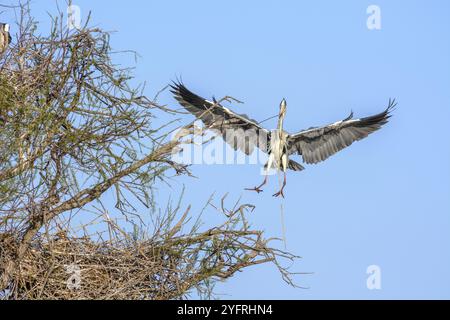 Airone grigio che costruisce un nido nel parco nazionale della Camargue Foto Stock