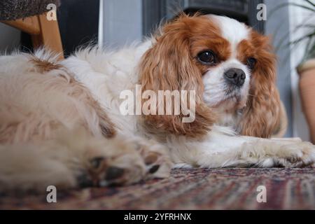 Re Charles Cavalier Spaniel sdraiato sul tappeto Foto Stock