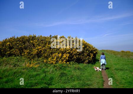 Un re Charles Cavalier su un sentiero lungo la South Downs Way nel Sussex con Eastbourne in lontananza Foto Stock