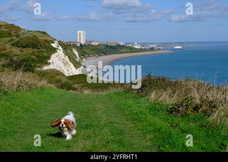Un re Charles Cavalier su un sentiero lungo la South Downs Way nel Sussex con Eastbourne in lontananza Foto Stock