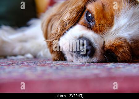 Re Charles Cavalier Spaniel sdraiato sul tappeto Foto Stock