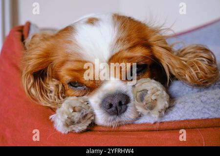 Re Charles Cavalier Spaniel sembra assonnato nel suo cestino Foto Stock