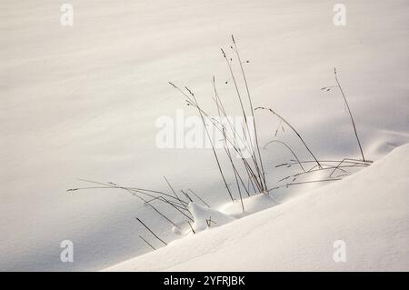 Neve fresca in polvere che copre il terreno in inverno. Alsazia, Francia, Europa Foto Stock