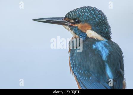 Ritratto di un Kingfisher (Alcedo athis) appollaiato su una canna sopra uno stagno in primavera. Alsazia, Francia, Europa Foto Stock