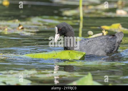 Coot (Fulica atra) alla ricerca di cibo tra le ninfee. BAS Rhin, Alsazia, Francia, Europa Foto Stock