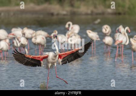 Fenicottero maggiore (fenicottero roseo) atterrando in una palude. Saintes Maries de la Mer, Parc Naturel Regional de Camargue, Arles, Bouches du Rhone, Pr Foto Stock