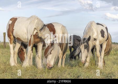 Gruppo di pony di Cob irlandesi che mangiano in penna. Alsazia, Francia, Europa Foto Stock