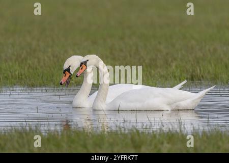 Coppia di cigni muti (Cygnus olor) in un prato allagato in autunno. BAS-Rhin, Alsazia, Grand Est, Francia, Europa Foto Stock