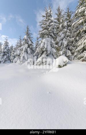 Foresta di abeti sotto la neve nelle montagne. Vosgi, Bas-Rhin, Collectivite europeenne d'Alsace, Grand Est, Francia, Europa Foto Stock