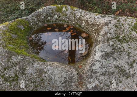 Roccia celtica, roccia con tazze sul sentiero roccioso. Dieffenthal, Bas-Rhin, Alsazia, Grand Est, Francia, Europa Foto Stock