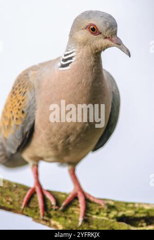 Tortora europea (Streptopelia turtur) arroccata su un ramo. BAS-Rhin, Alsazia, Grand Est, Francia, Europa Foto Stock