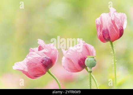 Fiore di papavero in campagna in primavera. Kaiserstuhl, Emmendingen, Fribourg-en-Brisgau, Bade-Wurtemberg, Germania, Europa Foto Stock