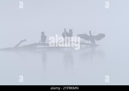 Grande cormorano (Phalacrocorax carbo) arroccato su un ramo che asciuga le ali, Bas-Rhin, Alsazia, Grand Est, Francia, Europa Foto Stock