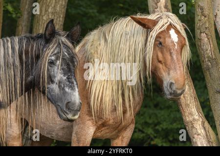 Bozza Cavallo ritratto in un pascolo nel paese francese Foto Stock