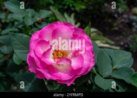 Rosa francese ( Rosa gallica ) - Kampala Uganda Foto Stock