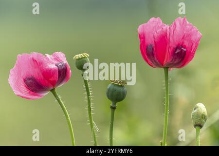 Fiore di papavero in campagna in primavera. Kaiserstuhl, Emmendingen, Fribourg-en-Brisgau, Bade-Wurtemberg, Germania, Europa Foto Stock