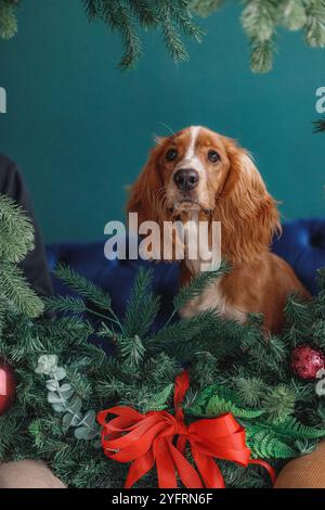 Uno spaniel sbircia da dietro una corona di Capodanno. Un biglietto di Natale. sfondo verde. Un cucciolo con orecchie grandi sorride alla telecamera. grande ritratto di un Foto Stock