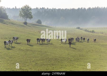 Branco di mucche Montbeliarde in un pascolo. Doubs, Francia, Europa Foto Stock