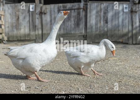Oche domestiche (Anser anser domesticus) in coppia in una fattoria Foto Stock
