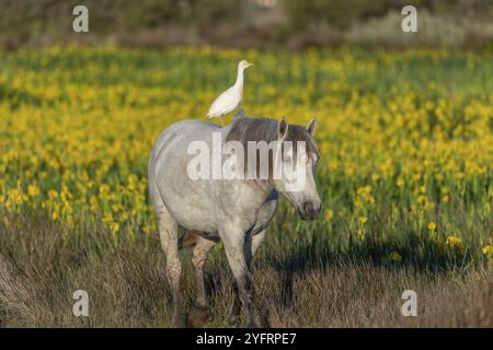 Camargue scriglia di cavalli e bovini (Bubulcus ibis) in simbiosi in una palude fiorita con iridi gialle. Saintes Maries de la Mer, Parc Naturel Regional d Foto Stock